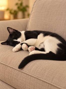 Pepe -  Domestic Short Hair Cat for Adoption in Enfield, Connecticut - Pepe | PetCurious