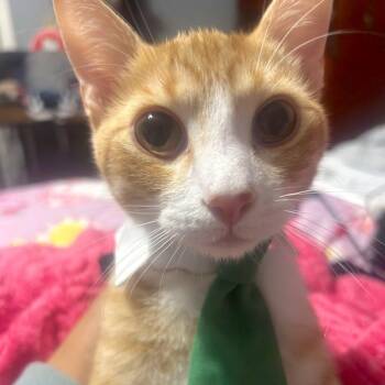 Domestic Short Hair and Tabby Cats Available for Adoption - Dionysus Chiquita | PetCurious