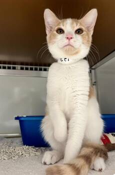 THOMAS -  Domestic Short Hair Cat for Adoption in San Francisco, California - THOMAS | PetCurious