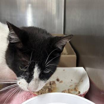 Ethel -  Domestic Short Hair Cat for Adoption in Newark, New Jersey - Ethel | PetCurious