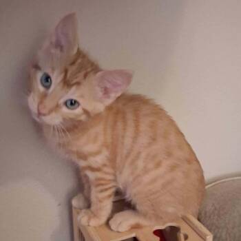 Rubik Cube -  Domestic Long Hair Cat for Adoption in Parkersburg, West Virginia - Rubik Cube | PetCurious