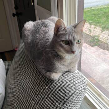 American Shorthair Cats Available for Adoption in Charlotte, North Carolina - Bunny | PetCurious