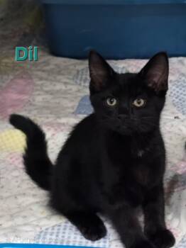 Rescue Bombay Cats for Adoption in Kell, Illinois - Dil | PetCurious