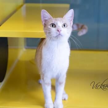 Lovey -  Domestic Short Hair Cat for Adoption in Abilene, Texas - Lovey | PetCurious