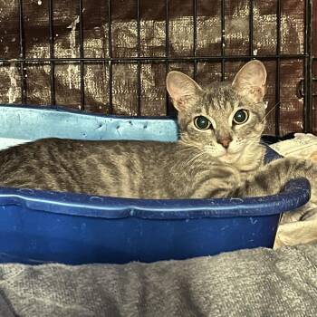 Rachel -  Domestic Short Hair Cat for Adoption in Stephenville, Texas - Rachel | PetCurious