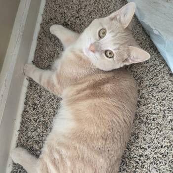 1026-68 Sonny -  Domestic Short Hair Cat for Adoption in Abingdon, Maryland - 1026-68 Sonny | PetCurious