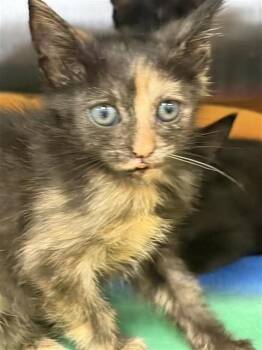 A659972 -  Domestic Short Hair Cat for Adoption in Houston, Texas - A659972 | PetCurious