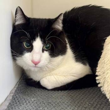 Domestic Short Hair Cats Available for Adoption in Hawthorne, California - Dallas | PetCurious