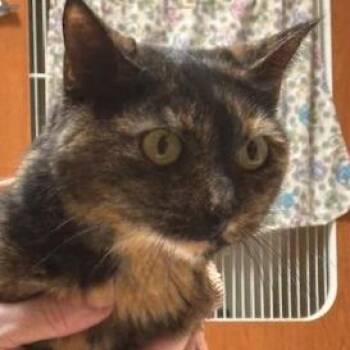 Domestic Short Hair Cats Available for Adoption in Murray, Utah - Savannah | PetCurious