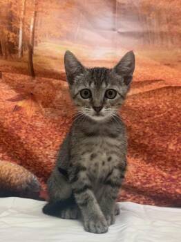 GRASSHOPPER -  Domestic Short Hair Cat for Adoption in San Antonio, Texas - GRASSHOPPER | PetCurious
