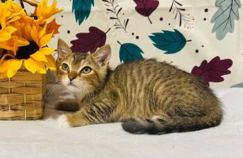 Gym -  Domestic Short Hair Cat for Adoption in Groveland, Massachusetts - Gym | PetCurious
