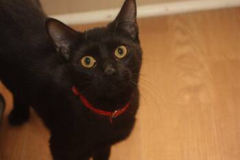 MOFASSA -  Domestic Short Hair and Bombay Cat for Adoption - MOFASSA | PetCurious