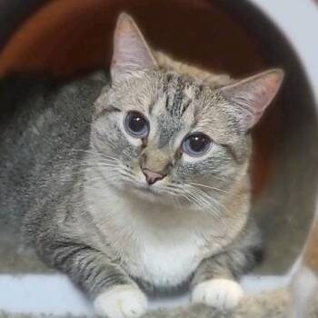 Minnie -  Siamese Cat for Adoption in Hemet, California - Minnie | PetCurious