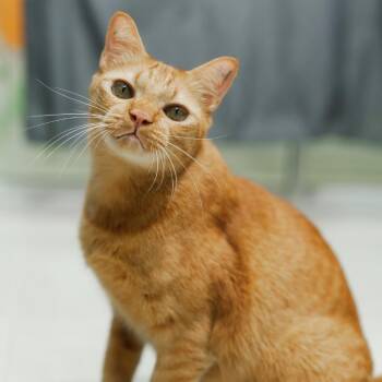 Yoritomo -  Domestic Short Hair Cat for Adoption in Fairfax Station, Virginia - Yoritomo | PetCurious