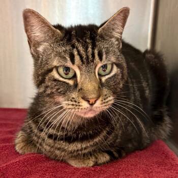 Domestic Medium Hair Cats Available for Adoption in Englewood, Florida - Jordy | PetCurious