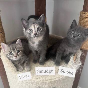 Smoke McKenzie (Stormy kitten) -  Domestic Short Hair Cat for Adoption in Merrifield, Virginia - Smoke McKenzie (Stormy Kitten) | PetCurious