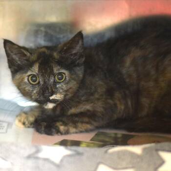Chaco -  Domestic Short Hair Cat for Adoption in Belleville, Illinois - Chaco | PetCurious