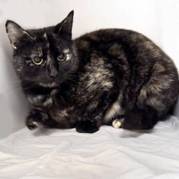 Domestic Short Hair Cats Available for Adoption - Button | PetCurious