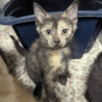 Lottie -  Domestic Short Hair Cat for Adoption in Evansville, Indiana - Lottie | PetCurious