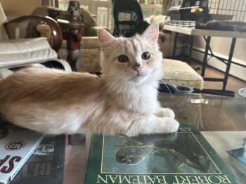 Riggo (part Persian, kitten) -  Persian Cat for Adoption in Fairfax, Virginia - Riggo (part Persian, Kitten) | PetCurious