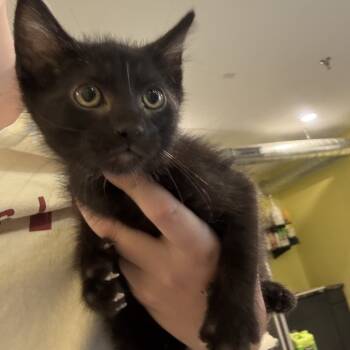 Rescue Domestic Short Hair Cats for Adoption in West Des Moines, Iowa - Challah | PetCurious