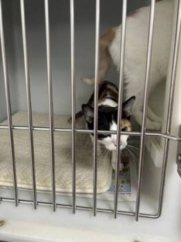 Rescue Domestic Short Hair Cats for Adoption in Cumming, Georgia - Mistletoe 1788-25 | PetCurious