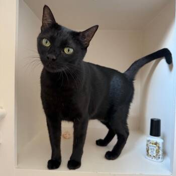 Rescue Domestic Short Hair Cats for Adoption in Houston, Texas - Luna | PetCurious
