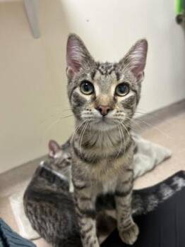 Tabby Cats Available for Adoption - Bonnie - Purrrrrrrgirl! So Sweet! | PetCurious