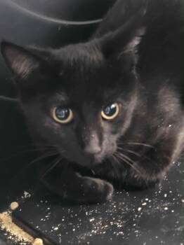 Rescue Domestic Short Hair Cats for Adoption in Republic, Missouri - Sparkles | PetCurious