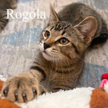 Rogola -  Domestic Short Hair Cat for Adoption in San Tan Valley, Arizona - Rogola | PetCurious