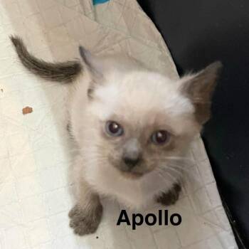 Apollo -  Siamese and Domestic Short Hair Cat for Adoption in New Braunfels, Texas - Apollo | PetCurious