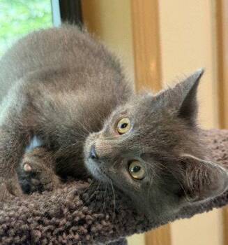 Little Prince William -  Domestic Short Hair Cat for Adoption in Midland, Virginia - Little Prince William | PetCurious