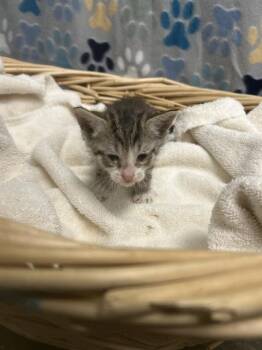 SCREECH -  Domestic Short Hair Cat for Adoption in Rosenberg, Texas - SCREECH | PetCurious