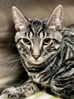 Domestic Short Hair Cats Available for Adoption - Pond Water | PetCurious