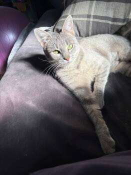 Rescue Domestic Short Hair Cats for Adoption in Manhattan, Kansas - Stevie | PetCurious