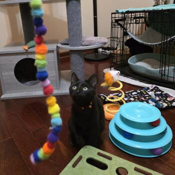 Domestic Short Hair Cats Available for Adoption - Tzatziki | PetCurious