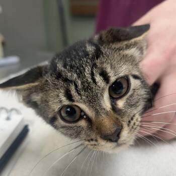 Cayenne -  Domestic Short Hair Cat for Adoption in West Point, Mississippi - Cayenne | PetCurious