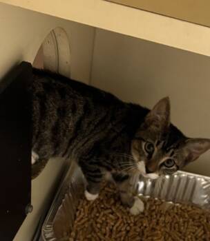 Rescue Domestic Short Hair Cats for Adoption in Chamblee, Georgia - Crispy | PetCurious