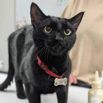 Shadow -  Domestic Short Hair Cat for Adoption in Canton, Illinois - Shadow | PetCurious