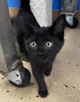 Ellie -  Domestic Short Hair Cat for Adoption in Logan, Utah - Ellie | PetCurious
