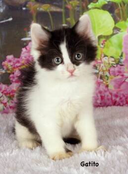 Domestic Short Hair Cats Available for Adoption in Gilbert, Arizona - Gatito | PetCurious