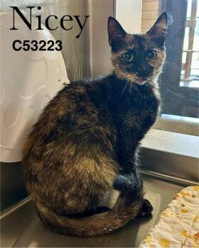 Domestic Short Hair Cats Available for Adoption - Nicey | PetCurious