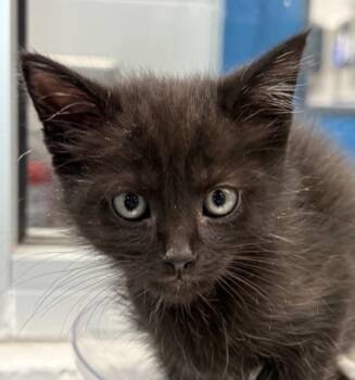 Lunchbox -  Domestic Short Hair Cat for Adoption in Golden, Colorado - Lunchbox | PetCurious
