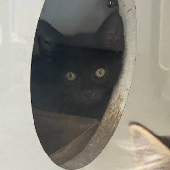 Baymax -  Domestic Short Hair Cat for Adoption in Jeffersonville, Indiana - Baymax | PetCurious