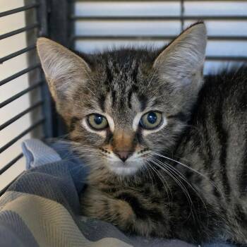 Kojak -  Domestic Short Hair Cat for Adoption in Muncie, Indiana - Kojak | PetCurious