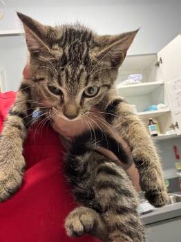 Clara -  Domestic Short Hair Cat for Adoption in Bloomington, Indiana - Clara | PetCurious