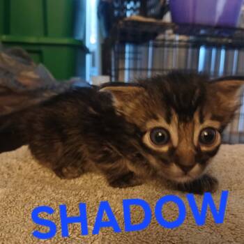 Rescue Domestic Short Hair Cats for Adoption in Baytown, Texas - Shadow | PetCurious