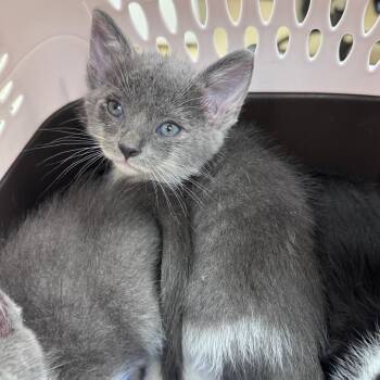 Peach Jr. (lime) -  Domestic Short Hair Cat for Adoption in Winston-salem, North Carolina - Peach Jr. (lime) | PetCurious
