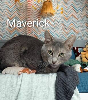 Maverick -  Domestic Short Hair Cat for Adoption in Jim Thorpe, Pennsylvania - Maverick | PetCurious