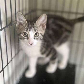 Cajun -  Domestic Short Hair Cat for Adoption in Baton Rouge, Louisiana - Cajun | PetCurious